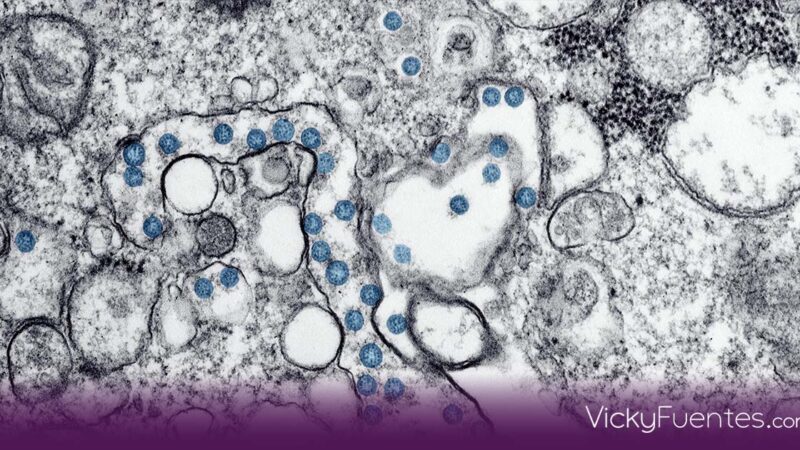 Muere niña de 3 años por influenza aviar H5N1 en Coahuila; es el primer caso humano en México