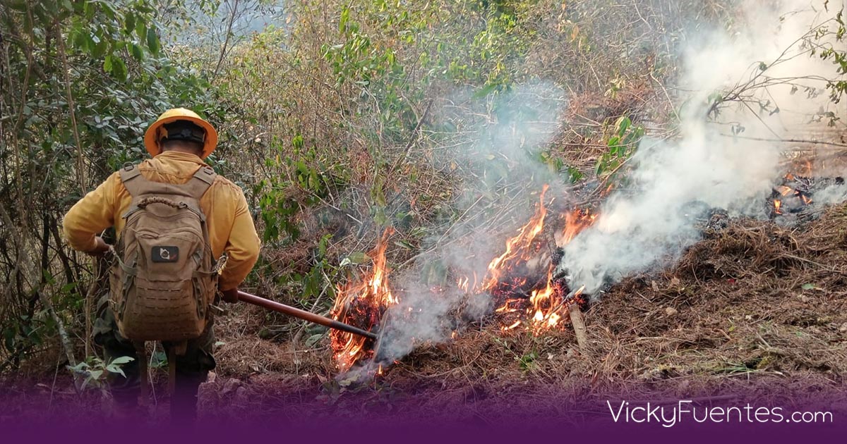 Bajan 50 % los daños por incendios forestales en Puebla en 2025