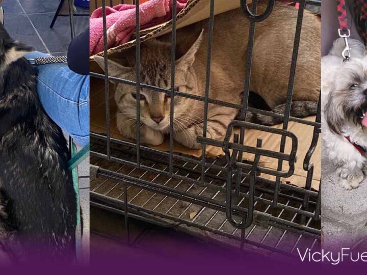 Jornada de bienestar animal en Puebla ofrece vacunación y esterilización gratuita