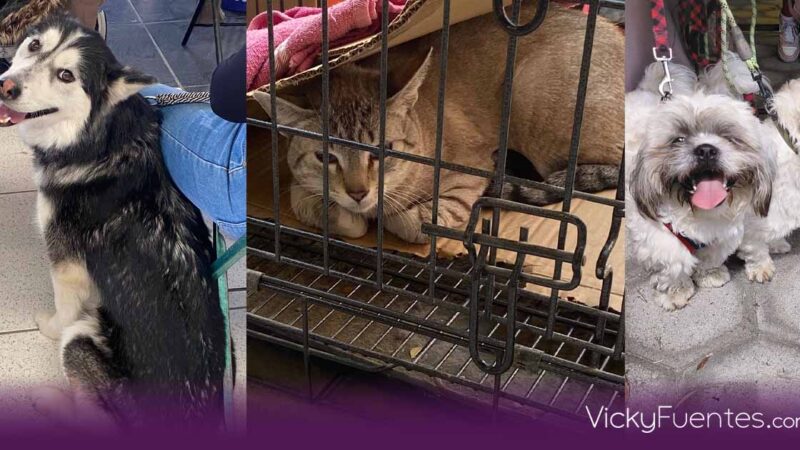 Jornada de bienestar animal en Puebla ofrece vacunación y esterilización gratuita