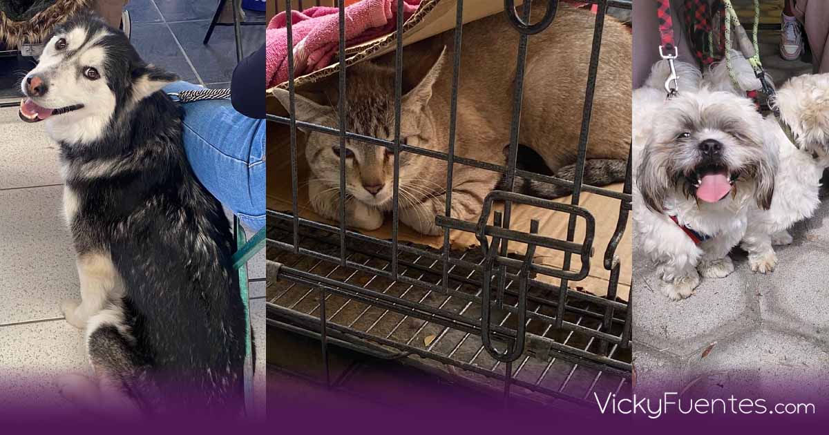 Jornada de bienestar animal en Puebla ofrece vacunación y esterilización gratuita