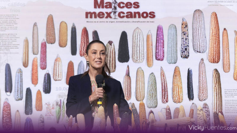 Claudia Sheinbaum anuncia “Sin maíz no hay país”, programa para proteger al maíz nativo y a los productores