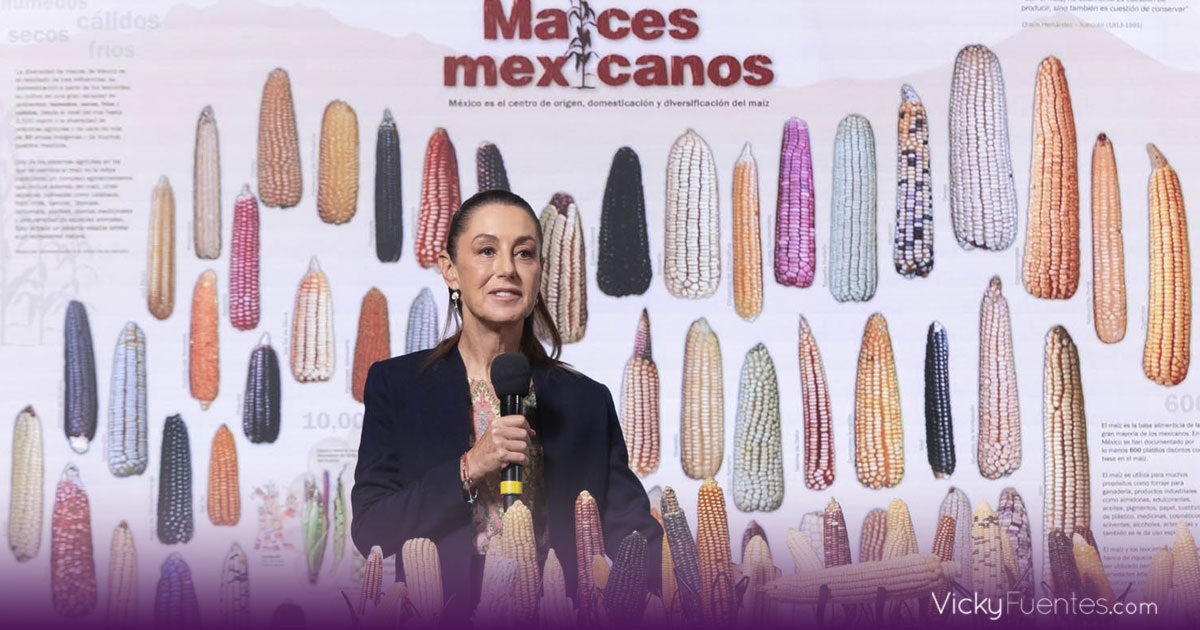 Claudia Sheinbaum anuncia “Sin maíz no hay país”, programa para proteger al maíz nativo y a los productores