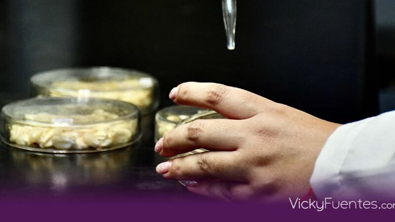 Aceite de orégano: la apuesta de la BUAP para un maíz libre de toxinas