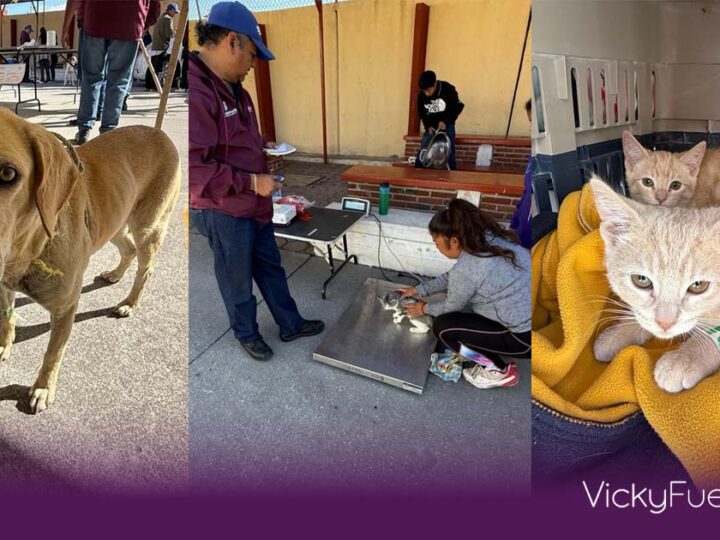 Acercan servicios gratuitos de bienestar animal a colonias de Puebla