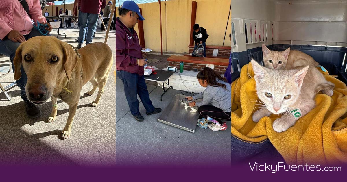 Acercan servicios gratuitos de bienestar animal a colonias de Puebla