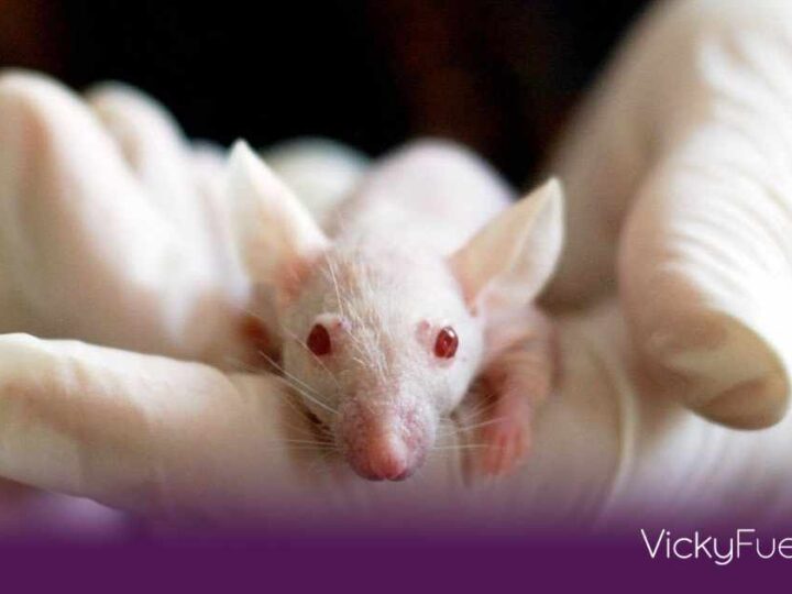 Científicos eliminan el cáncer de páncreas más agresivo en modelos experimentales