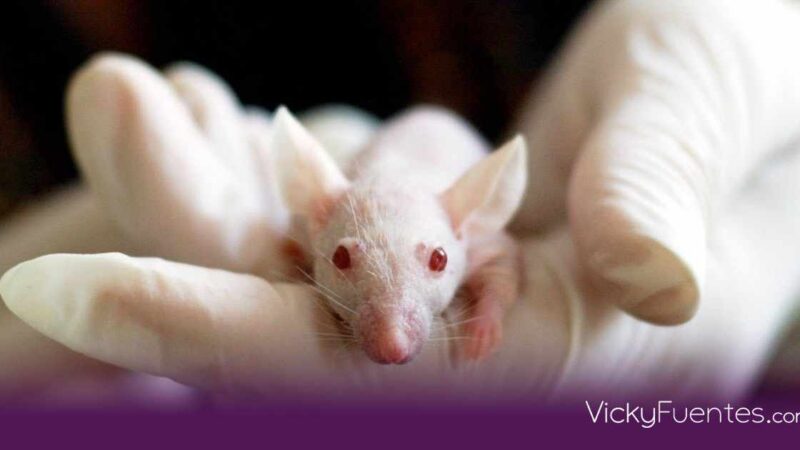 Científicos eliminan el cáncer de páncreas más agresivo en modelos experimentales