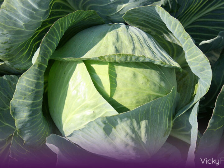 El repollo: la verdura que conquista las tendencias gastronómicas de 2026