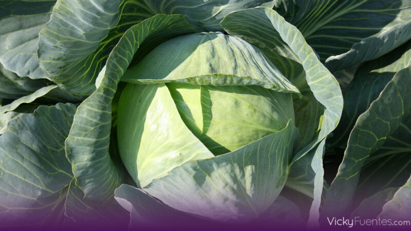 El repollo: la verdura que conquista las tendencias gastronómicas de 2026
