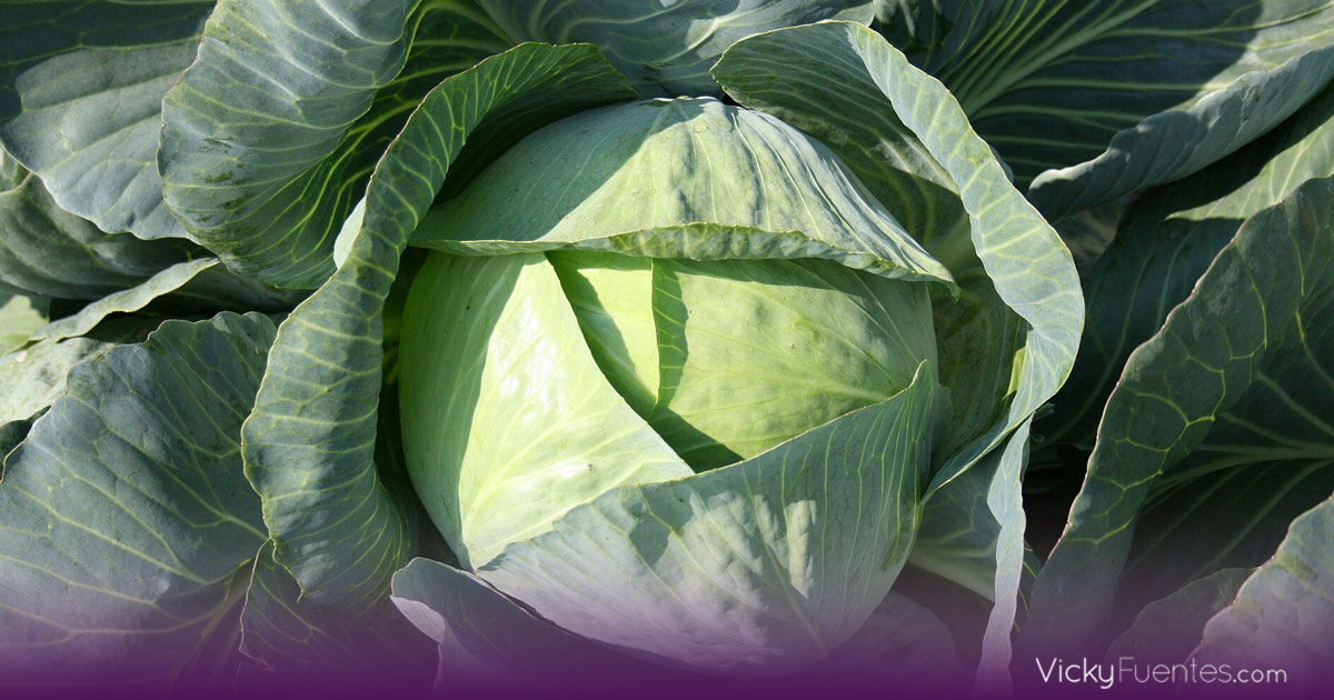 El repollo: la verdura que conquista las tendencias gastronómicas de 2026