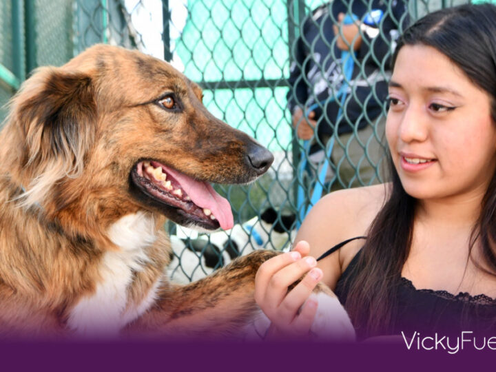 CAETO de la BUAP: De perros rescatados a coterapeutas expertos en apoyo emocional