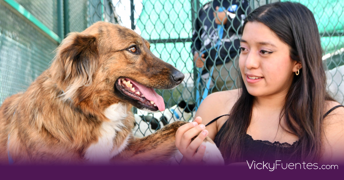 CAETO de la BUAP: De perros rescatados a coterapeutas expertos en apoyo emocional