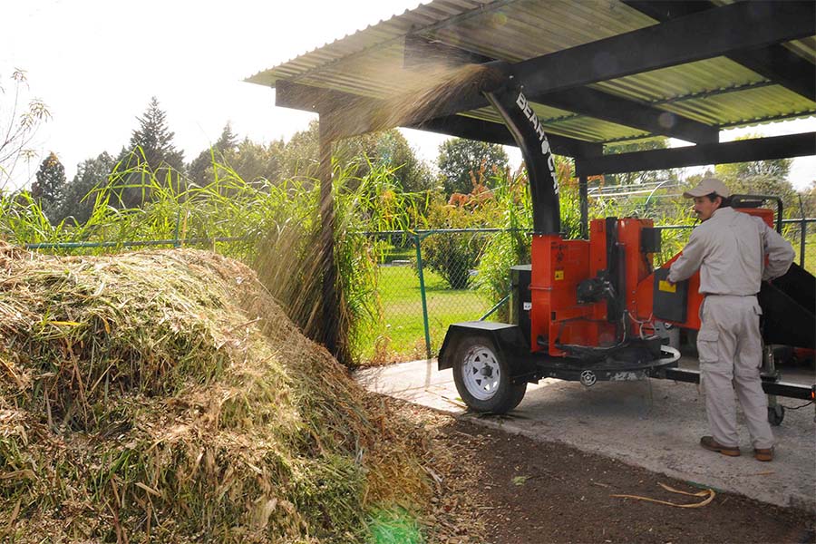 Personal del Jardín Botánico BUAP procesando árboles de Navidad para composta