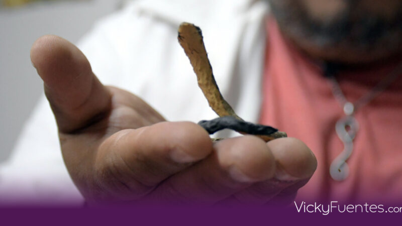 Investigadores de la BUAP descubren nuevo género de serpiente en la Sierra Mixteca de Puebla