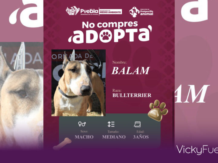 Pepe Chedraui fomenta la adopción responsable de perros en Puebla