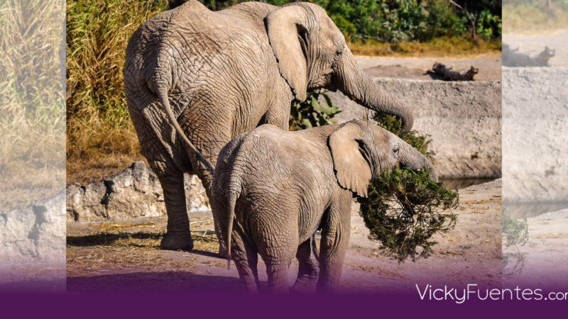 Puebla cierra con éxito la campaña Verde Navidad: árboles reciclados beneficiarán al medio ambiente y a Africam Safari