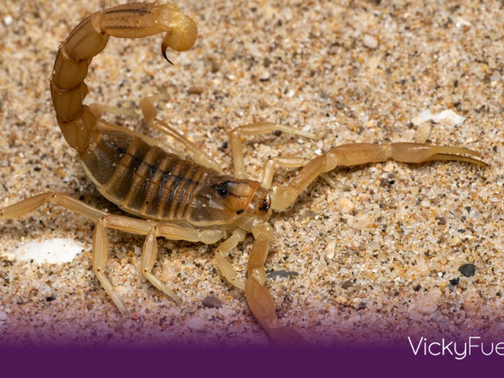 Centruroides noxius: El alacrán más letal de México y dónde habita
