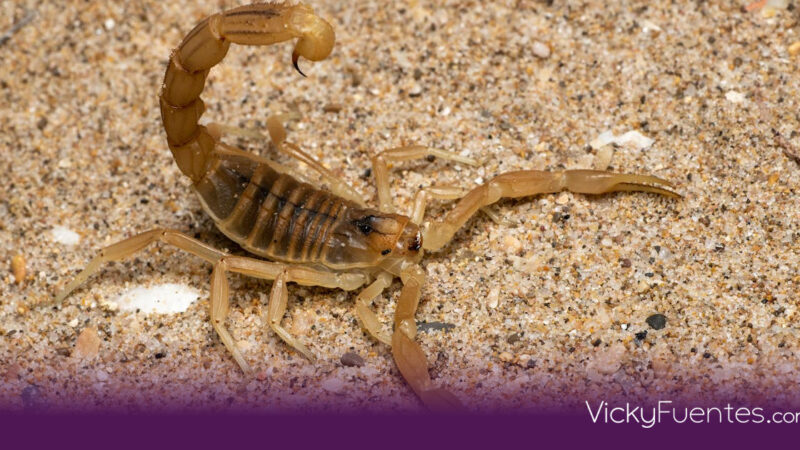 Centruroides noxius: El alacrán más letal de México y dónde habita