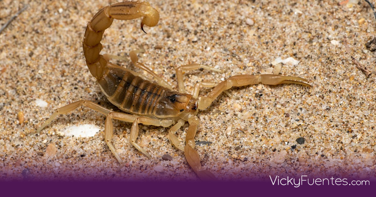 Centruroides noxius: El alacrán más letal de México y dónde habita