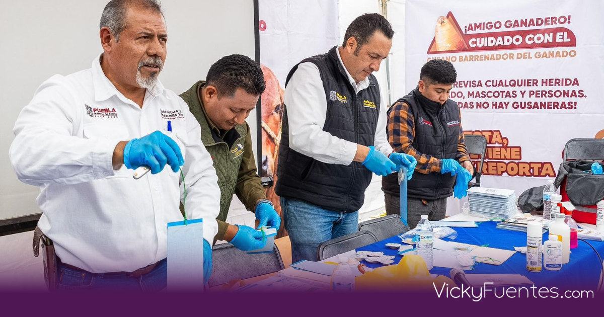 Puebla refuerza el cerco sanitario contra el gusano barrenador en la Sierra Negra