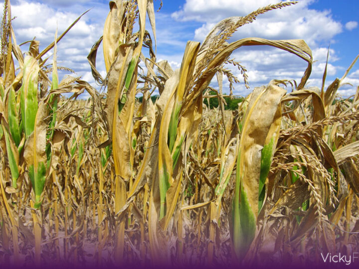 El calor extremo pone al límite la agricultura y agrava la crisis alimentaria mundial