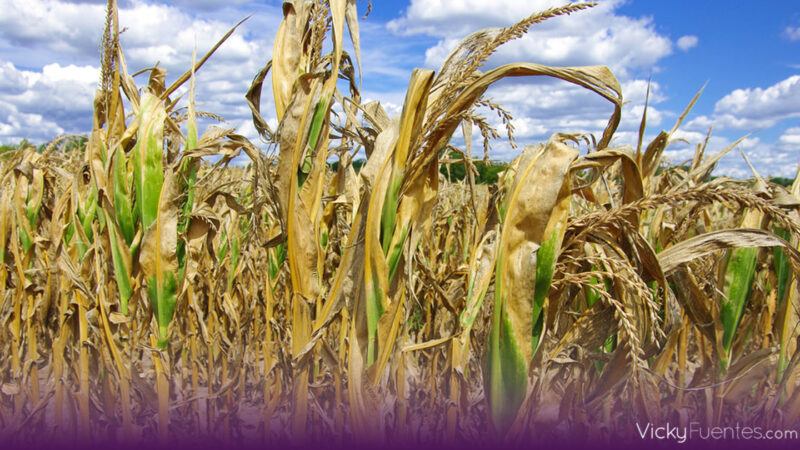 El calor extremo pone al límite la agricultura y agrava la crisis alimentaria mundial