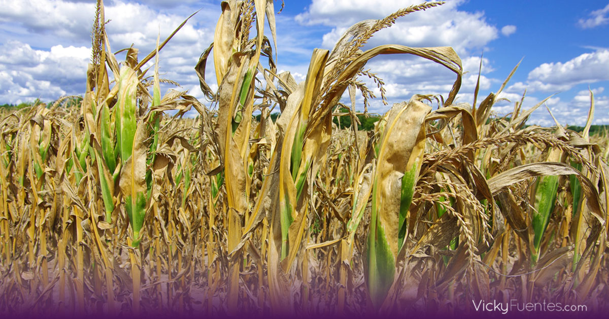 El calor extremo pone al límite la agricultura y agrava la crisis alimentaria mundial