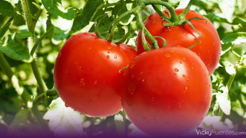 El jitomate dispara el costo de los alimentos y golpea a familias en México