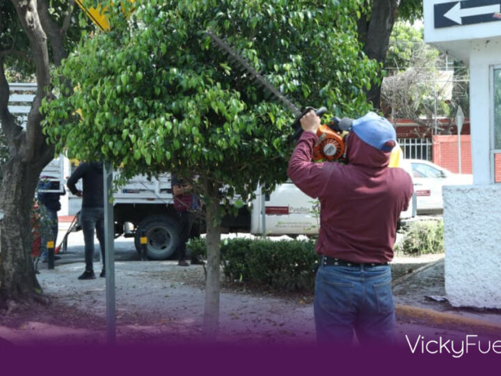 Gobierno de Pepe Chedraui rehabilita el parque Arnulfo Pérez Ruiz con labores de poda y mantenimiento