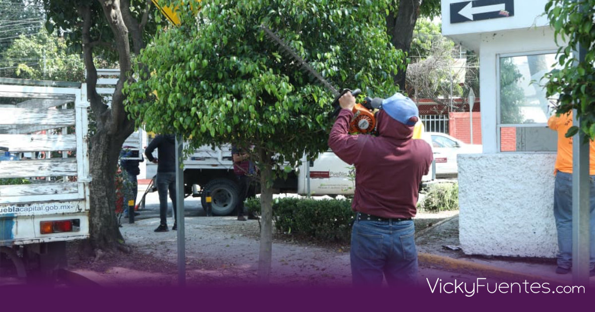 Gobierno de Pepe Chedraui rehabilita el parque Arnulfo Pérez Ruiz con labores de poda y mantenimiento