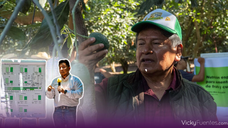 Productores de Puebla reciben capacitación para fortalecer sector aguacatero