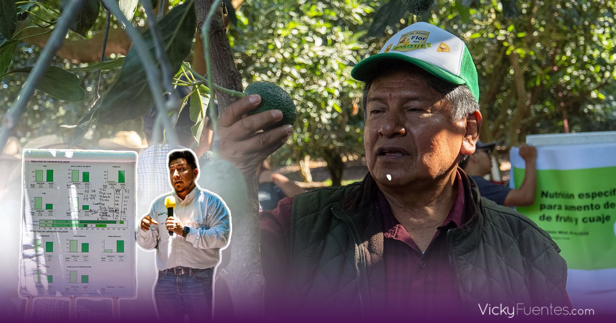 Productores de Puebla reciben capacitación para fortalecer sector aguacatero
