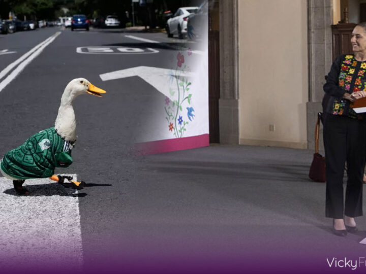 El pato Merlín llega a la agenda pública tras ser invitado a la mañanera