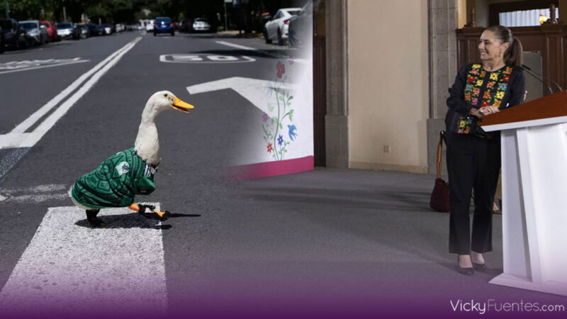 El pato Merlín llega a la agenda pública tras ser invitado a la mañanera