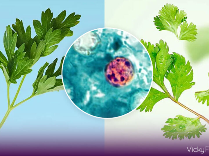 Brote de ciclosporiasis en EE.UU. pone bajo investigación cilantro y perejil del centro de México