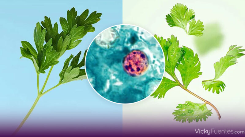 Brote de ciclosporiasis en EE.UU. pone bajo investigación cilantro y perejil del centro de México