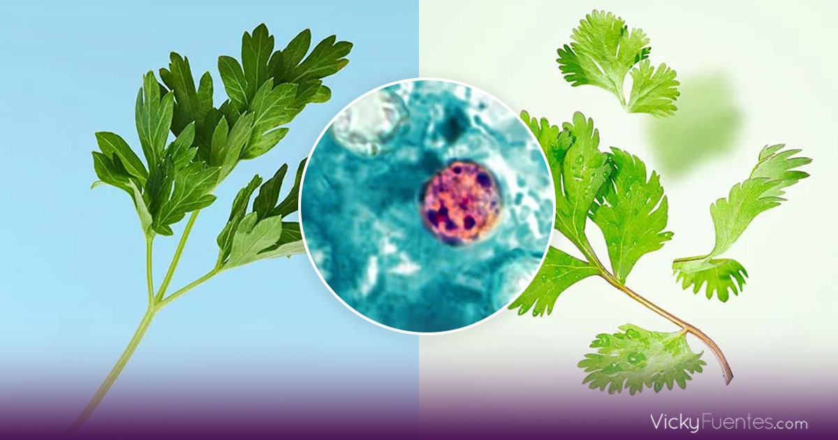 Brote de ciclosporiasis en EE.UU. pone bajo investigación cilantro y perejil del centro de México