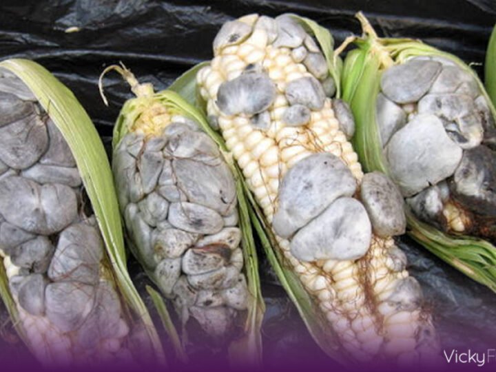 Huitlacoche: el hongo mexicano que llega a la mesa con fibra y antioxidantes