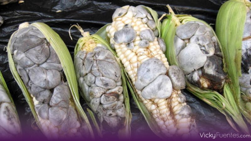 Huitlacoche: el hongo mexicano que llega a la mesa con fibra y antioxidantes