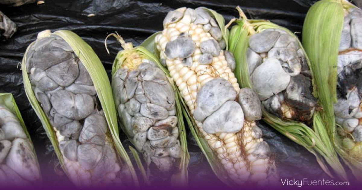 Huitlacoche: el hongo mexicano que llega a la mesa con fibra y antioxidantes