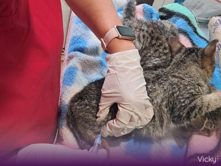 SEDIF junto a Convenciones y Parques unen esfuerzos por gatos y aves