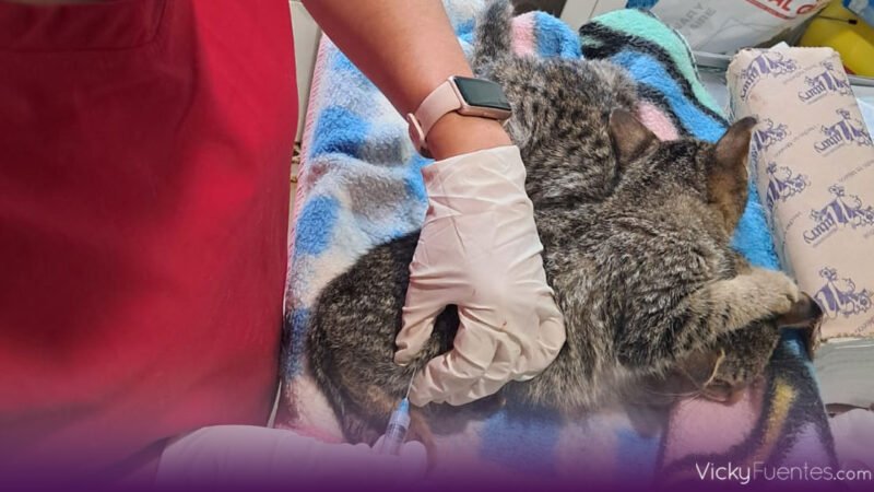 SEDIF junto a Convenciones y Parques unen esfuerzos por gatos y aves