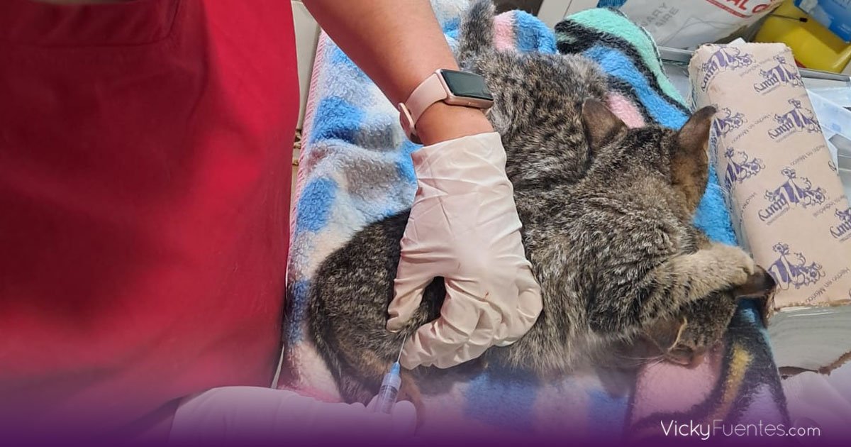 SEDIF junto a Convenciones y Parques unen esfuerzos por gatos y aves